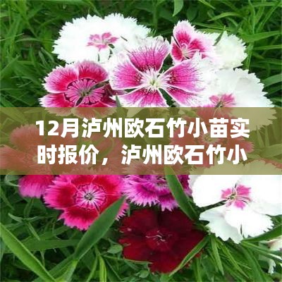 泸州欧石竹小苗实时报价聚焦分析,市场动态与观点探讨