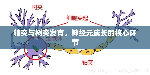 轴突与树突发育,神经元成长的核心环节